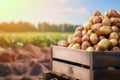 Harvested potatoes in a crate with field in the background