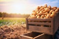 Harvested potatoes in a crate with field in the background