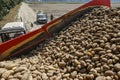 Harvested potatoes lie in the body of the potato harvester in the field. Kyiv region, Ukraine. August 2014