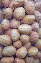 Harvested potatoes in a mesh bag.