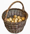 Harvested potatoes in an old wicker basket Royalty Free Stock Photo