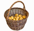 Harvested potatoes in an old wicker basket Royalty Free Stock Photo