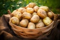 Harvested potatoes in wooden basket