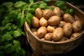 Harvested potatoes in wooden basket