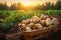 Harvested potatoes in wooden basket