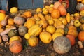 Harvested pumpkins lie on the ground. Rich harvest for halloween Royalty Free Stock Photo