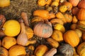 Harvested pumpkins lie on the ground. Rich harvest for halloween Royalty Free Stock Photo