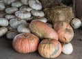 Harvested pumpkins from a pumpkin patch, Gainesville, GA, USA