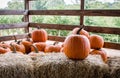 Harvested pumpkins at a pumpkin patch, Gainesville, GA, USA