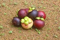 Harvested Purple Mangosteen Fruits