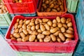 Harvested raw potatoes in a plastic boxes