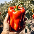 harvested red bell pepper Royalty Free Stock Photo