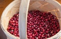 Harvested red cranberries in a light wicker basket. Berry picking season