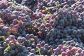 Harvested red grenache grapes during vintage season at Priorat w