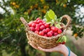 Harvested red mirabelle plums in wicker basket Royalty Free Stock Photo