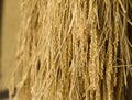 Harvested rice being dried.