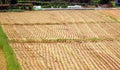 Harvested Rice Field with Stubbles