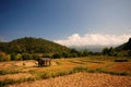 Harvested rice field Royalty Free Stock Photo