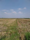 harvested rice fields during the day Royalty Free Stock Photo
