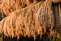 Harvested rice hung to dry in the sun Royalty Free Stock Photo