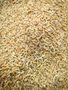 Harvested Rice Stack Drying in the Courtyard