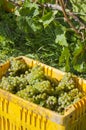 Harvested Riesling Wine Wine Grapes #1 Royalty Free Stock Photo