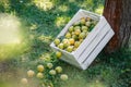 Harvested ripe greengage in orchard Royalty Free Stock Photo