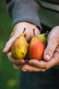 Harvested ripe pears in farmers hand