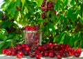 Harvested ripe sweet cherry berries on table under tree branches Royalty Free Stock Photo
