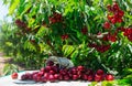 Harvested ripe sweet cherry berries on table under tree branches Royalty Free Stock Photo