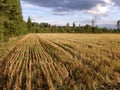 Harvested rye field Royalty Free Stock Photo