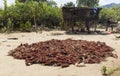 Harvested sorghum crop. Omo Valley. Ethiopia. Royalty Free Stock Photo