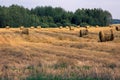 Harvested, straw rolled into rolls Royalty Free Stock Photo