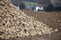 Harvested sugar beets Royalty Free Stock Photo
