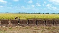 Harvested Sugar Cane In Bins Ready For The Mill Royalty Free Stock Photo