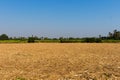 The harvested sugarcane field