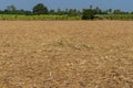 The harvested sugarcane field