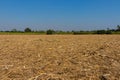 The harvested sugarcane field