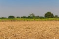 The harvested sugarcane field