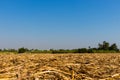 The harvested sugarcane with the growing sugarcane plant backdrop.