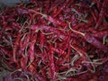 Harvested Teja chilies that are already in sacks