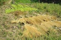 Harvested tiger grass flowers dried under the sun for broom making