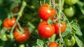 Harvested Tomatoes Hanging From a Tree Royalty Free Stock Photo