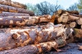 Harvested Trees In Lumber Yard REVISED