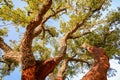 Harvested trunk of an old cork oak tree Quercus suber in evening sun, Alentejo Portugal