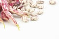 Harvested uncooked dried roman beans with raw pod plant isolated on white background Royalty Free Stock Photo