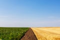 Harvested and unharvested wheat and sunflower fields. Royalty Free Stock Photo