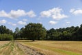 a harvested wheat crop and one oak with green foliage in the field Royalty Free Stock Photo