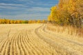 Harvested wheat field bordered by aspens