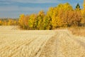 Harvested Wheat Field In Fall